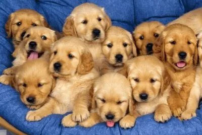 Golden Retriever