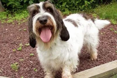 Gran Basset Grifon Vendeado