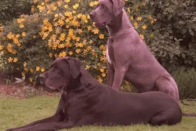פאזל של Gran Danes