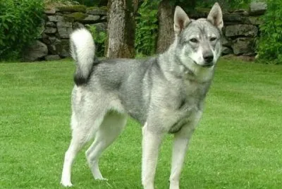 Jamfhund jigsaw puzzle