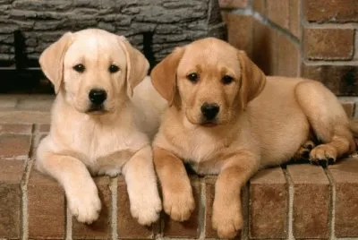 Labrador Retrievers