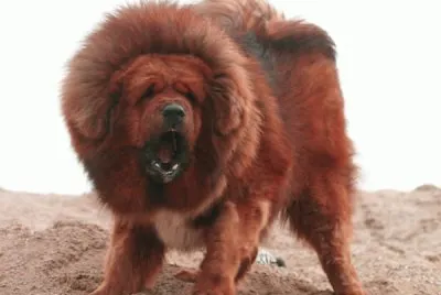 Mastin Tibetano