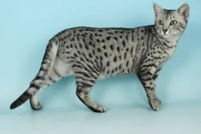 Mau Egipcio jigsaw puzzle