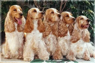 Cocker Spaniel jigsaw puzzle
