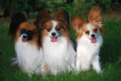 Papillon jigsaw puzzle
