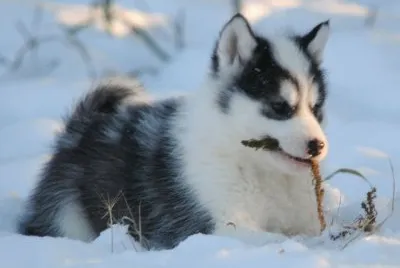 Esquimal Canadiense jigsaw puzzle