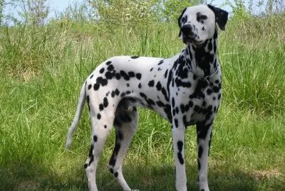 Dalmata jigsaw puzzle