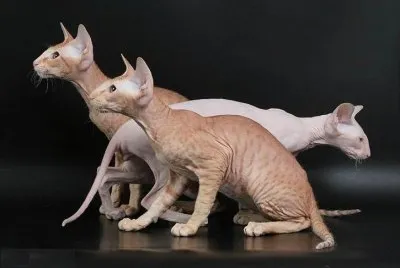 Peterbald jigsaw puzzle
