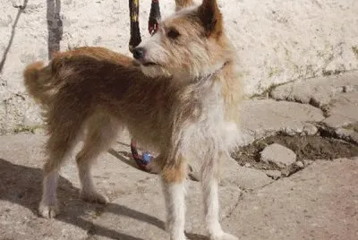 Podenco Portugues jigsaw puzzle
