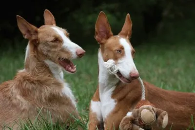Podenco Ibicenco jigsaw puzzle