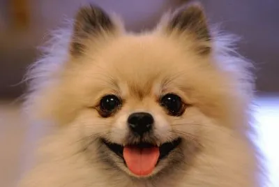 Pomerania jigsaw puzzle
