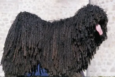 Puli jigsaw puzzle