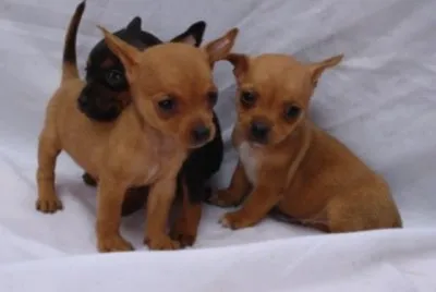Chihuahua jigsaw puzzle