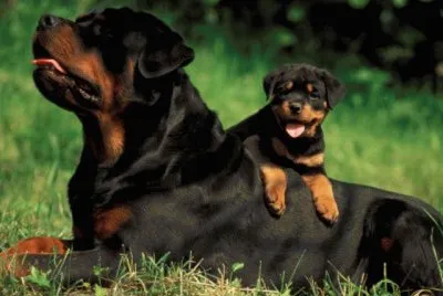 Rottweiler jigsaw puzzle