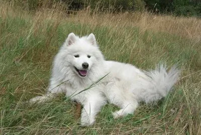 Samoyedo jigsaw puzzle