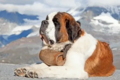 San Bernardo jigsaw puzzle
