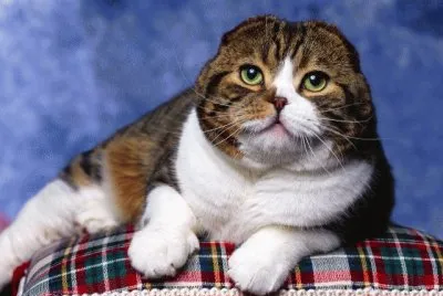 Scottish Fold jigsaw puzzle