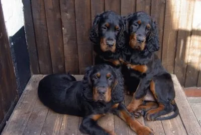 Setter Gordon jigsaw puzzle