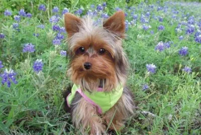 Yorkshire Terrier jigsaw puzzle