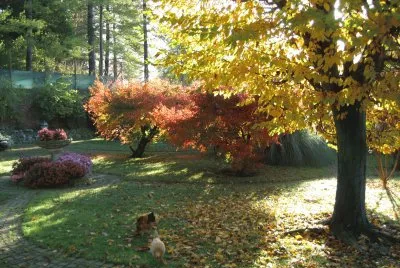 Chickens in Autumn