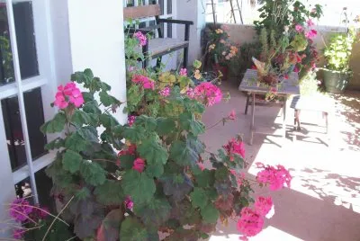 flores