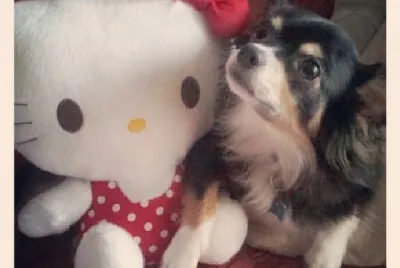 Nick e seu novo Brinquedo