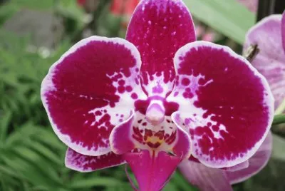 è˜­èŠ±