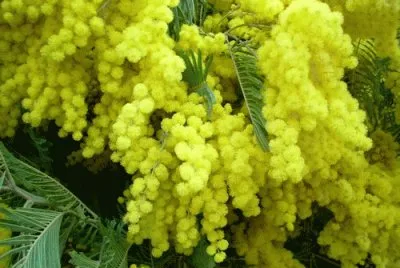 mimosa