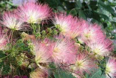 mimosa sensitive