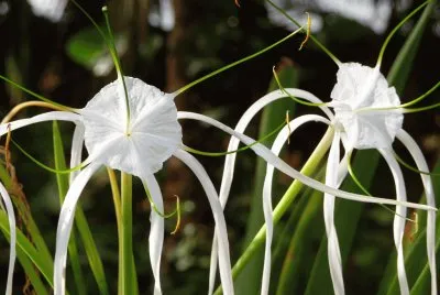 fleurs etranges