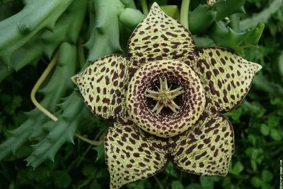 fleurs etranges