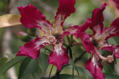 fleurs etranges