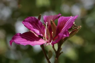 fleurs etranges