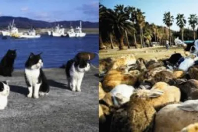 animales