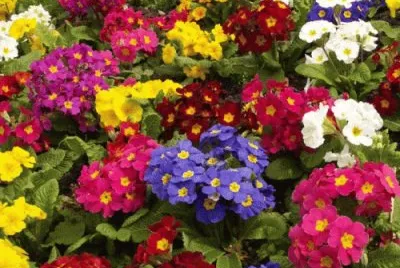 Primaveras jigsaw puzzle