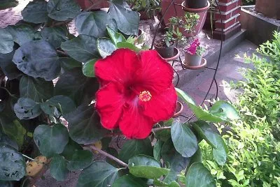 Flores colombianas.