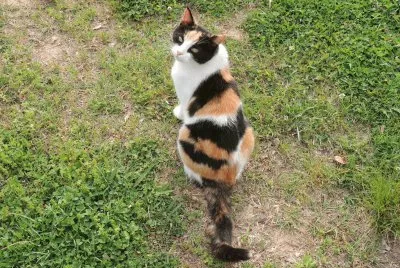 פאזל של Calico Cat
