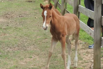 פאזל של Carolina