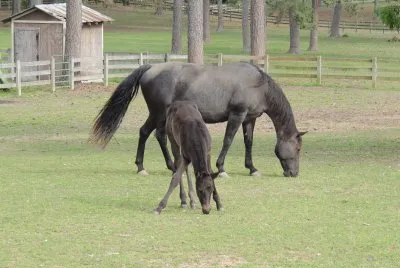 פאזל של Cadillac and Mom