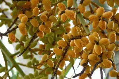 fruits etranges