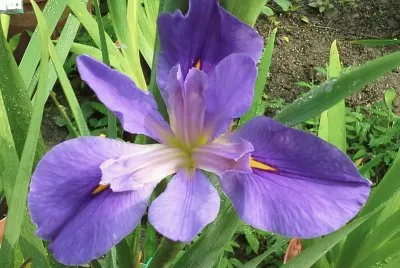 èŠ±
