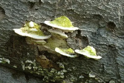 fungi