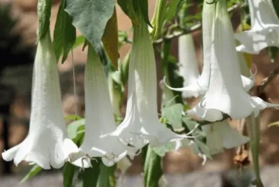 datura