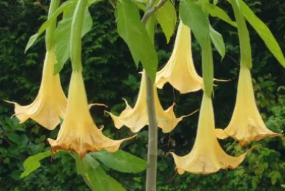 datura