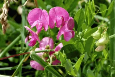 fleurs des champs