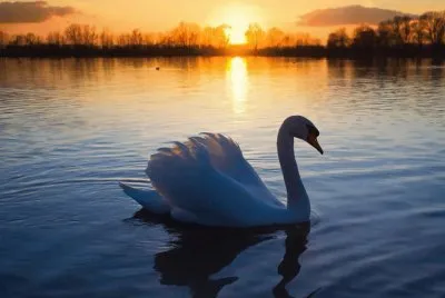cisne en el lago