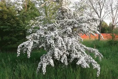 Biancospino