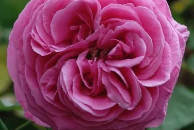 Burbon Rose