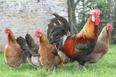 poules et coq