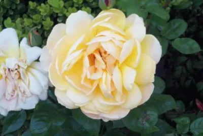 These roses were planted by my late mother.
